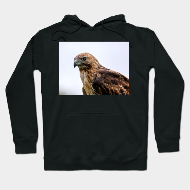 Red Tailed Hawk Stare Down Hoodie by jecphotography